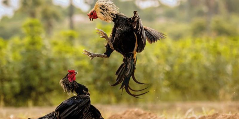 Hội viên cần nắm rõ các quy tắc thi đấu