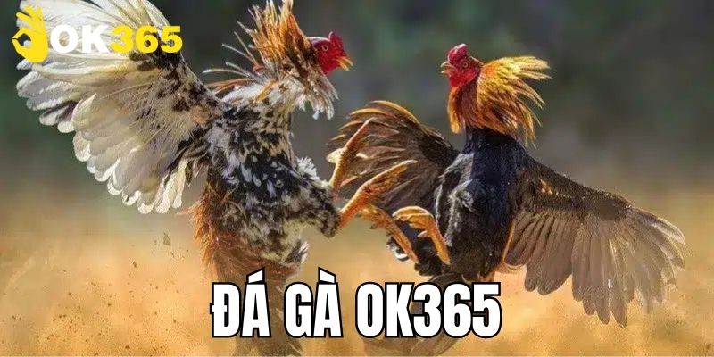 Lý do nên lựa chọn chơi tại sảnh đá gà OK365